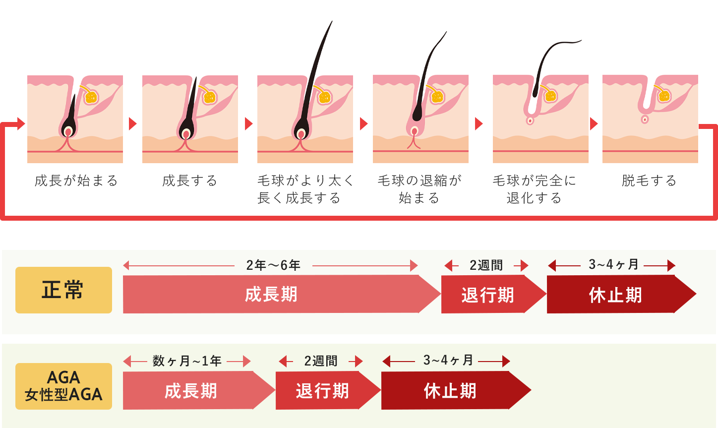 ヘアサイクルイメージ写真