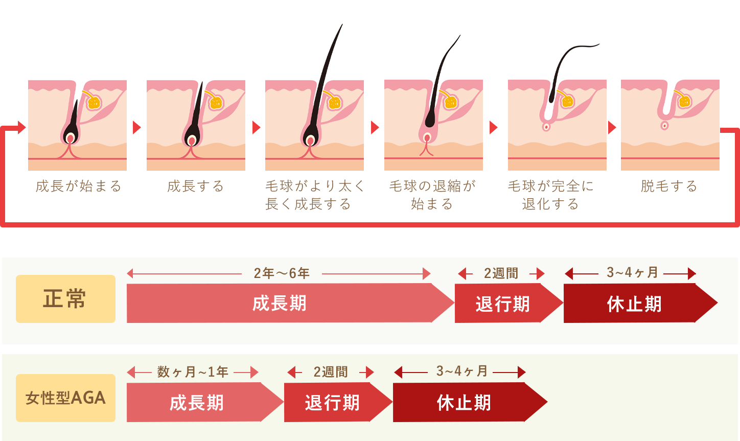 ヘアサイクルイメージ写真