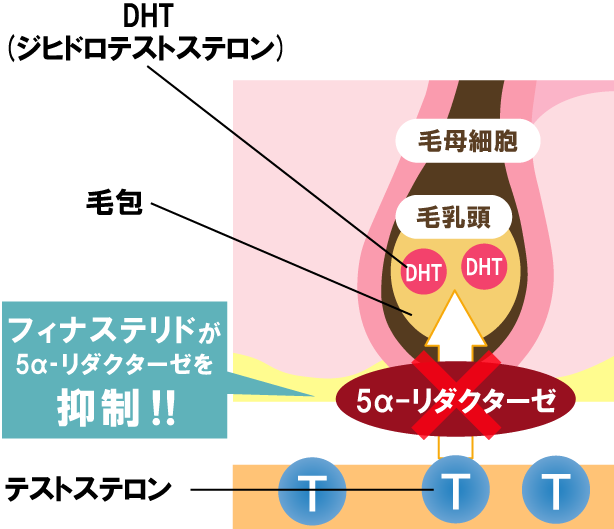 Hシリーズの主な成分
